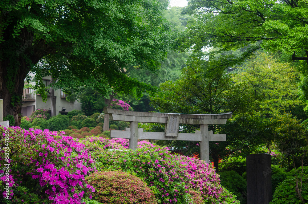花 花