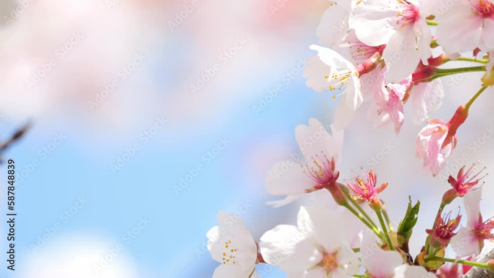 Beautiful cherry petals swaying in the wind on a sunny spring day