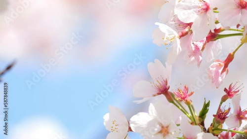 Beautiful cherry petals swaying in the wind on a sunny spring day