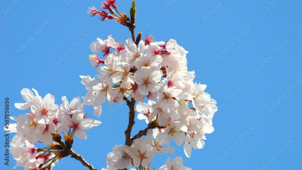 Beautiful cherry petals swaying in the wind on a sunny spring day Beautiful cherry petals swaying in the wind on a sunny spring day
