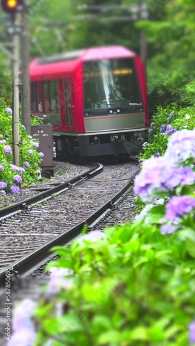 紫陽花と箱根登山鉄道の縦動画