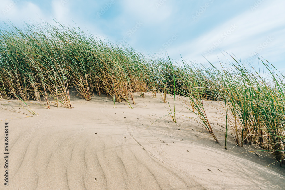 Sand dunes on the shore of the Pacific ocean, and beach grass (Marram grass) growing in the sand. California beach landscape with smooth cloudy sky Sand dunes on the shore of the Pacific ocean, and beach grass (Marram grass) growing in the sand. California beach landscape with smooth cloudy sky