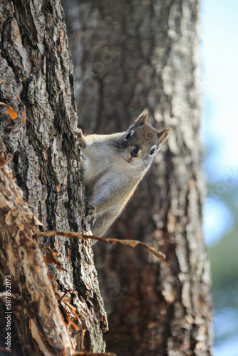 gray squirrel