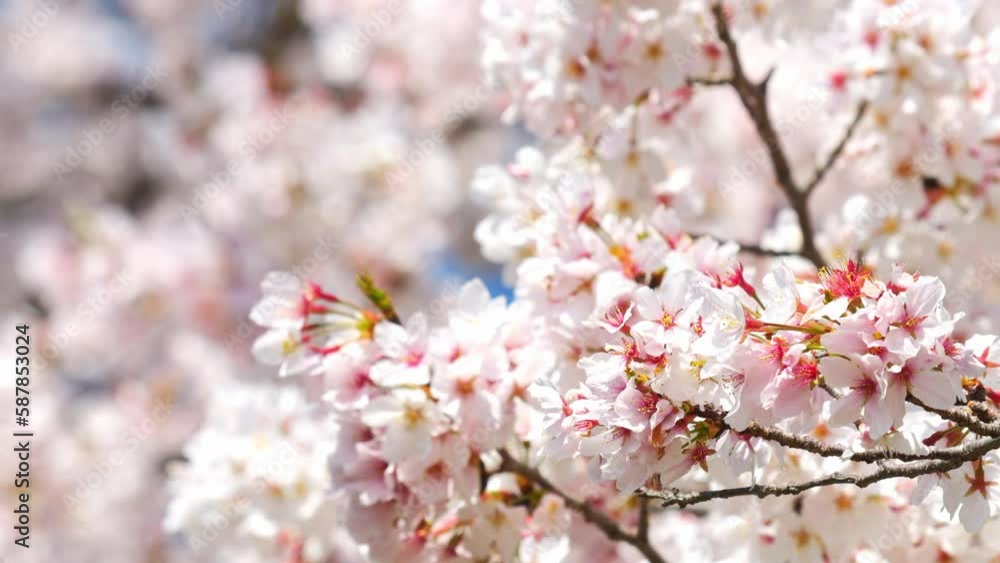 Beautiful cherry petals swaying in the wind on a sunny spring day Beautiful cherry petals swaying in the wind on a sunny spring day
