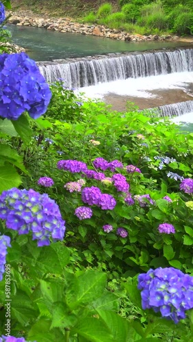 紫陽花と強羅、宮城野の早川の流れ　箱根　神奈川県