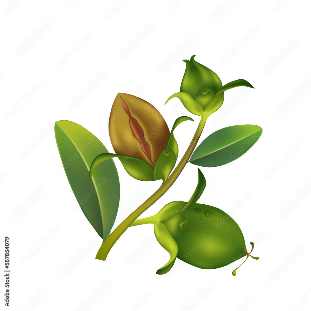Obraz premium Jojoba natural skin care cosmetic illustration