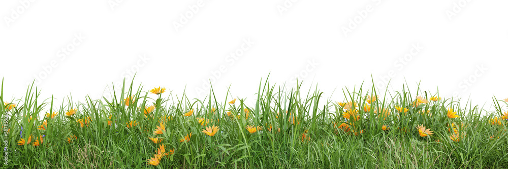 Fototapeta premium Green grass and flower fields on transparent background 3d rendering png