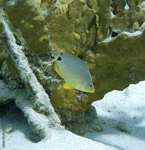Butter Hamlet fish on the reef