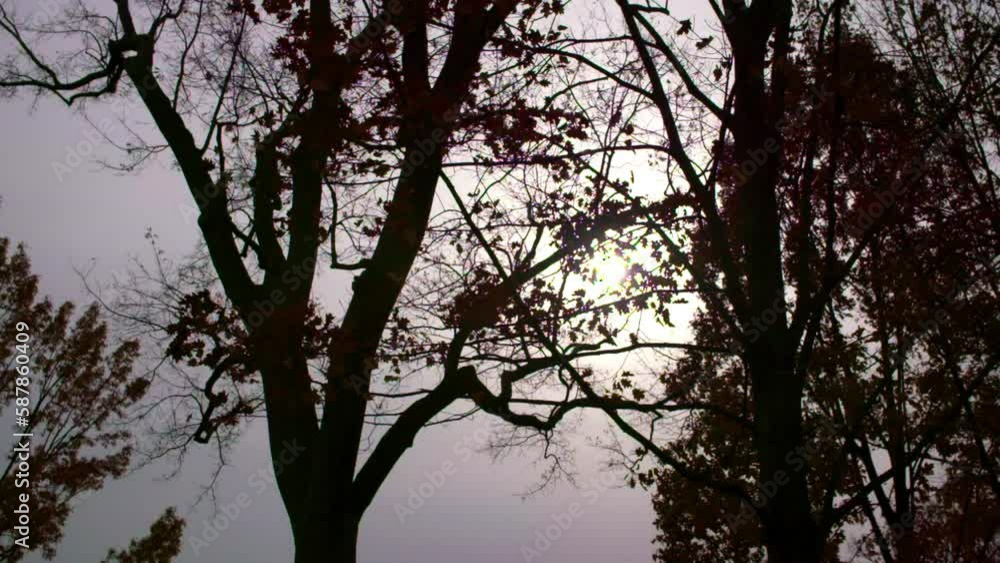 Lockdown Slow Motion Shot Of Tranquil Forest Trees Against Clear Sky During Sunset - Washington, District of Columbia Lockdown Slow Motion Shot Of Tranquil Forest Trees Against Clear Sky During Sunset - Washington, District of Columbia