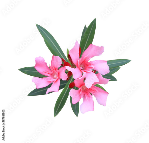 Oleander or Sweet Oleander or Rose Bay flowers. Close up pink flowers bouquet isolated on Transparent background.