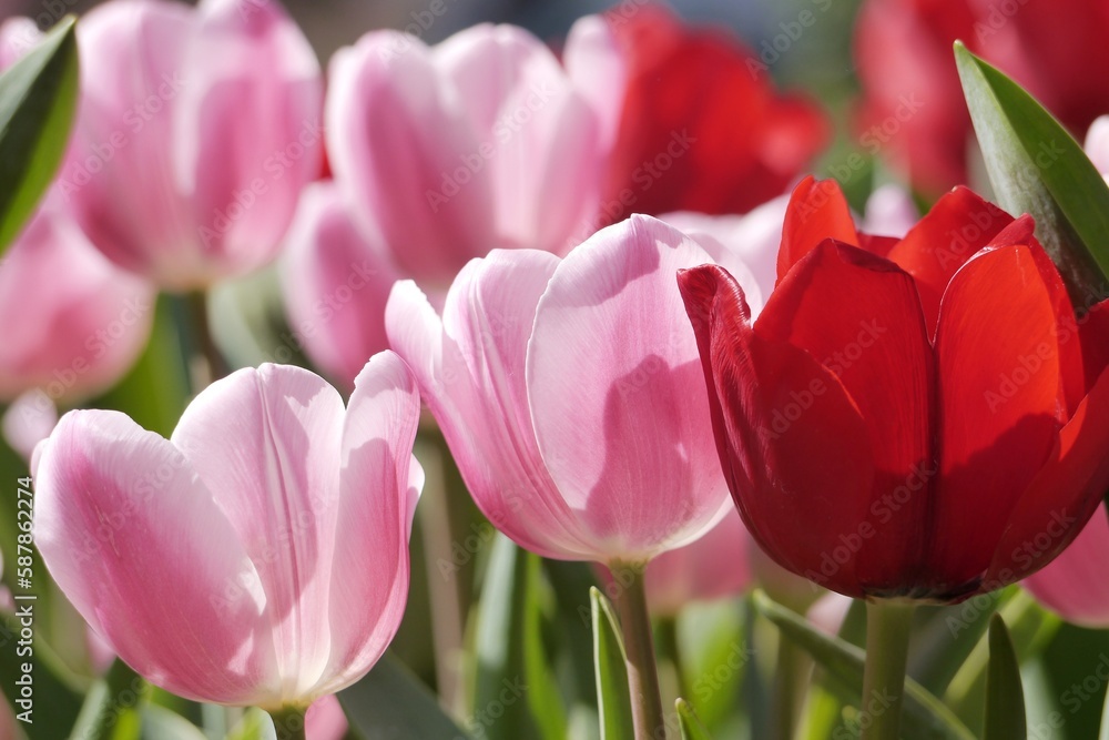 Colorful tulip garden. White, pink and red tulips bloom in the sun. Colorful tulip garden. White, pink and red tulips bloom in the sun.