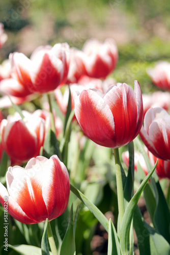 Red tulips (Tulip Leen Van Der Mark) bloom under sunshine in the garden. Super showy cardinal red with contrasting creamy yellow edges that fade to white as the flower matures.