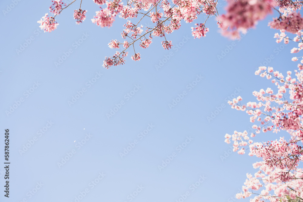 Pink cherry blossoms with blue sky in Cingjing Farm, Nantou county, Taiwan