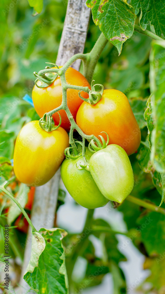 tomato plants with fruit that is starting to ripen, looks fresh, orange and green in color, some are ripe and orange in color
