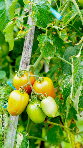 tomato plants with fruit that is starting to ripen, looks fresh, orange and green in color, some are ripe and orange in color