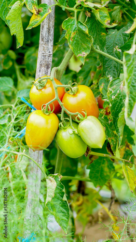 tomato plants with fruit that is starting to ripen, looks fresh, orange and green in color, some are ripe and orange in color