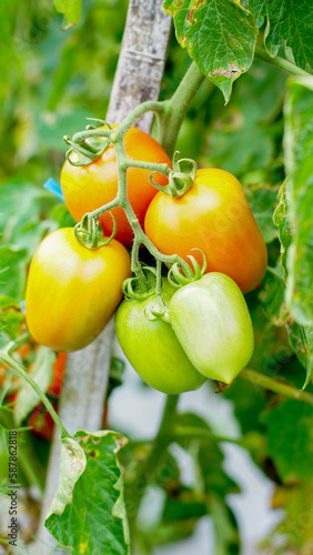 tomato plants with fruit that is starting to ripen, looks fresh, orange and green in color, some are ripe and orange in color