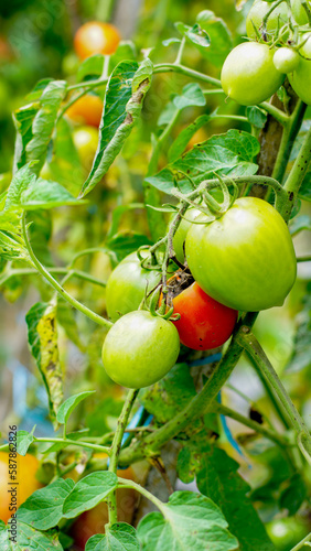 tomato plants with fruit that is starting to ripen, looks fresh, orange and green in color, some are ripe and orange in color