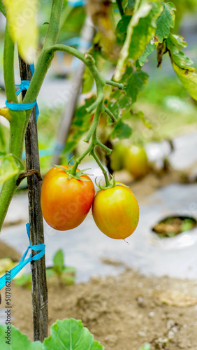 tomato plants with fruit that is starting to ripen, looks fresh, orange and green in color, some are ripe and orange in color