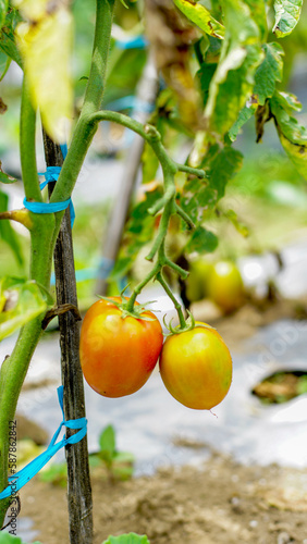 tomato plants with fruit that is starting to ripen, looks fresh, orange and green in color, some are ripe and orange in color