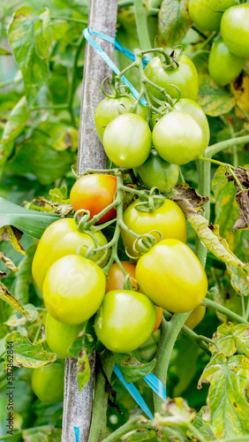 tomato plants with fruit that is starting to ripen, looks fresh, orange and green in color, some are ripe and orange in color