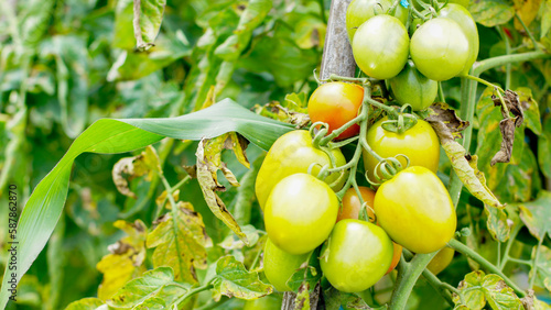 tomato plants with fruit that is starting to ripen, looks fresh, orange and green in color, some are ripe and orange in color