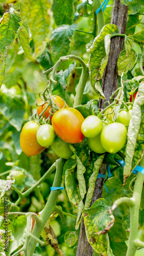 tomato plants with fruit that is starting to ripen, looks fresh, orange and green in color, some are ripe and orange in color