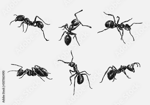 Set of hand drawn illustration of an ant.  sketch, realistic drawing, black and white. With different size, type, gesture, type. Vector illustration monochrome color.