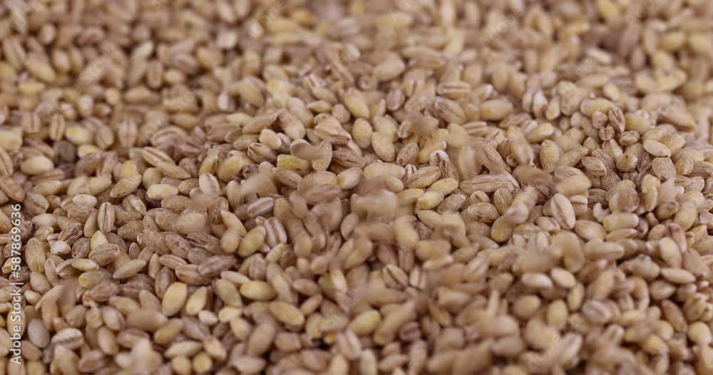 pour cheap tasteless barley porridge close-up, dry not cooked barley porridge that is cheap pour cheap tasteless barley porridge close-up, dry not cooked barley porridge that is cheap