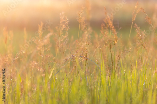 grass flowers glow in the sunlight