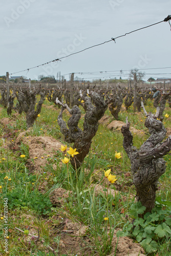 tulipe des vignes 