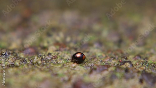 Exochomus quadripustulatus is a species of ladybird beetle, also known as ladybug, that is found in Europe and some parts of Asia. It is typically around 3-5 mm in length and has a red body with black photo