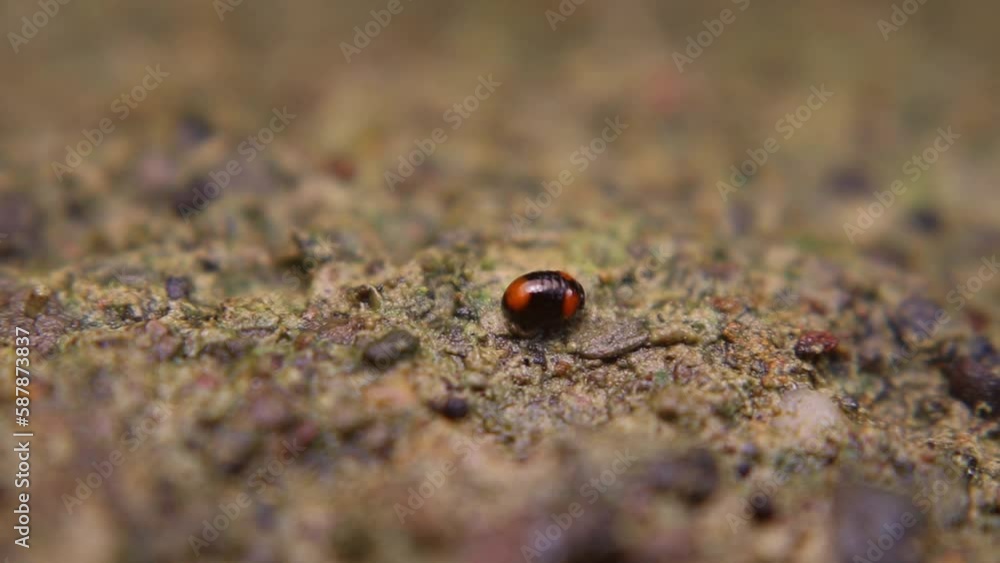 Exochomus quadripustulatus is a species of ladybird beetle, also known as ladybug, that is found in Europe and some parts of Asia. It is typically around 3-5 mm in length and has a red body with black Exochomus quadripustulatus is a species of ladybird beetle, also known as ladybug, that is found in Europe and some parts of Asia. It is typically around 3-5 mm in length and has a red body with black