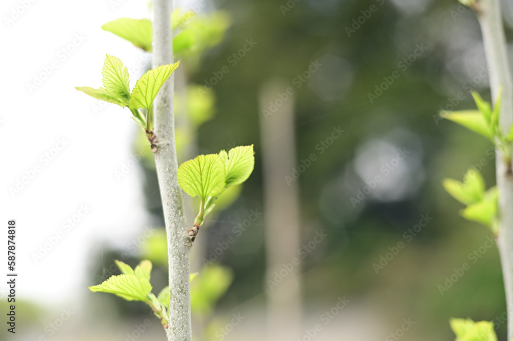 新芽 新芽