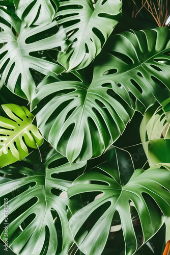 Green leaves of tropical plants bush  Monstera  palm  rubber plant  pine  bird   s nest fern  floral arrangement indoors garden nature backdrop isolated on white background generate ai