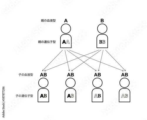 血液型の遺伝（親がAAとBBの場合）