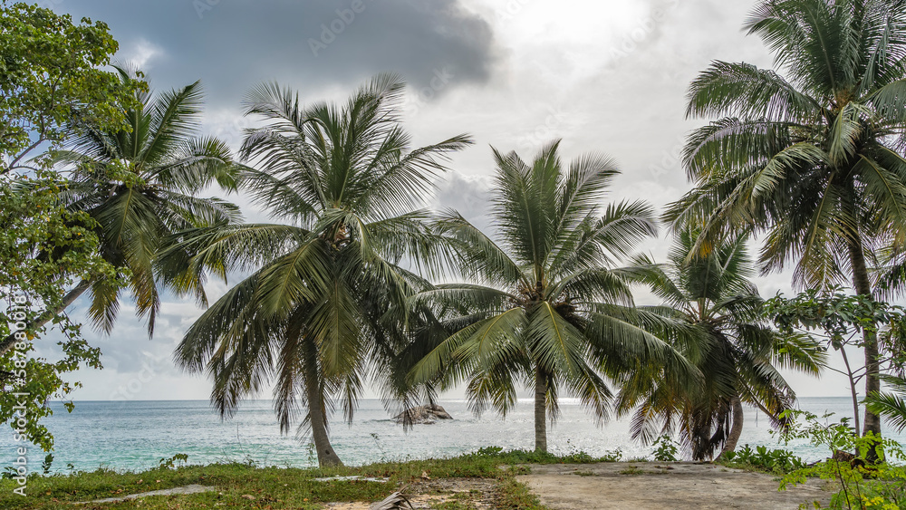 Palm trees grow in a row near the shore of the turquoise ocean. Sprawling green leaves against the sky and clouds. Seychelles. Mahe