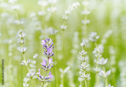 Lavender flower head close up. Bright green natural background. 