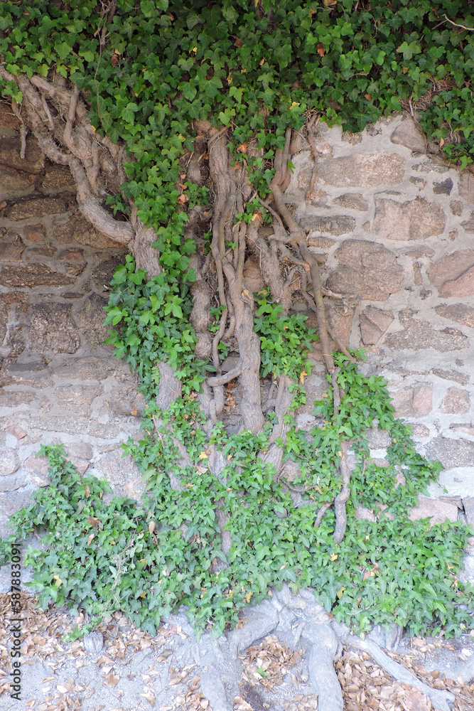 An evergreen common ivy climbing up a stone wall, old woody crooked stems An evergreen common ivy climbing up a stone wall, old woody crooked stems