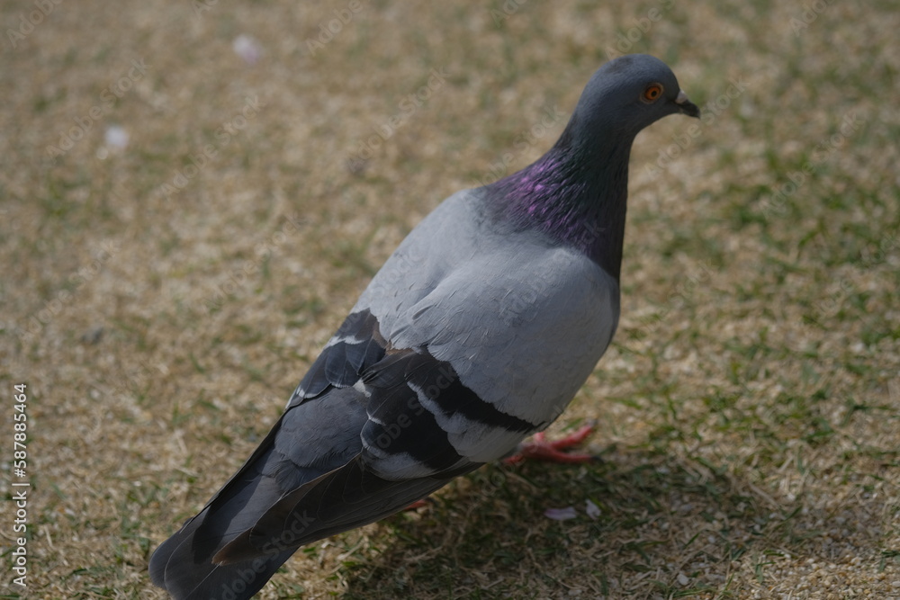 Obraz premium pigeon on the grass