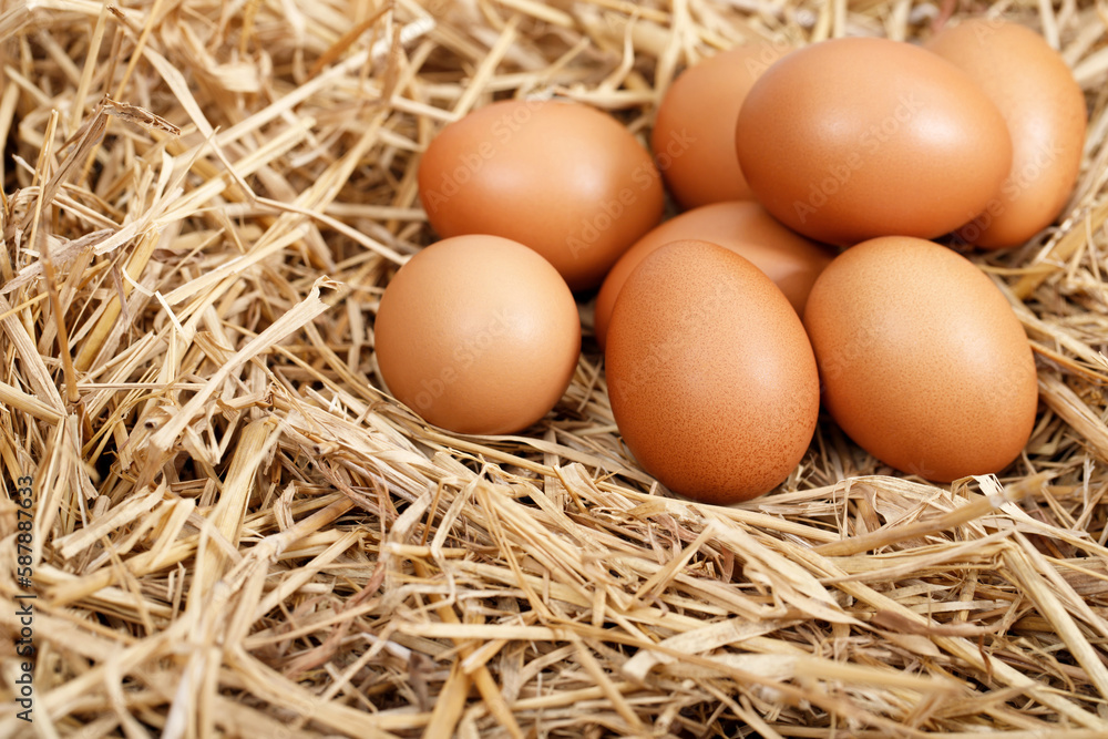 Fresh eggs are ready for breakfast in the farm.