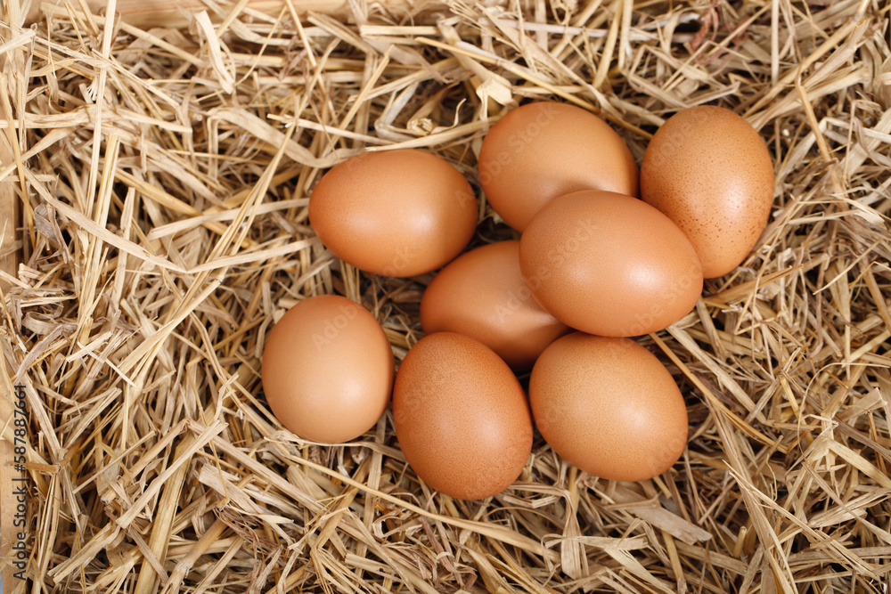 Fresh eggs are ready for breakfast in the farm. Fresh eggs are ready for breakfast in the farm.
