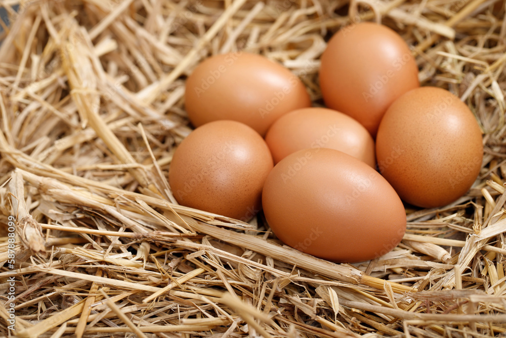 Fresh eggs are ready for breakfast in the farm.