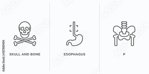 medical outline icons set. thin line icons such as skull and bone, esophagus, p vector. linear icon sheet can be used web and mobile