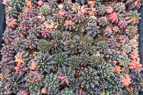 Close-up Group of Gymnocalycium mihanovichii cactus. Many cactus plants on the pot at cactus farm house.Cultivation of beautiful cactus species as a hobby and selling.