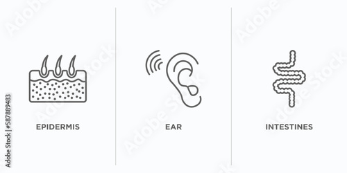 medical outline icons set. thin line icons such as epidermis, ear, intestines vector. linear icon sheet can be used web and mobile