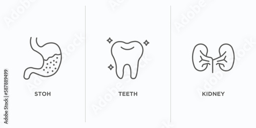 medical outline icons set. thin line icons such as stoh, teeth, kidney vector. linear icon sheet can be used web and mobile