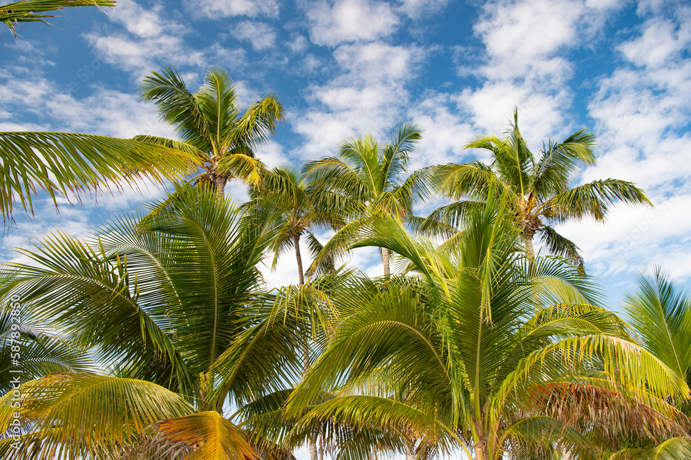 Fototapeta premium green tropical palm in summer nature. tropical palm in summer vacation.