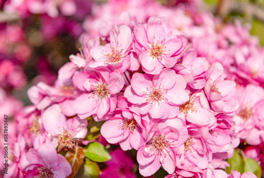 pink cherry tree flower on blooming spring. cherry blossoms pink cherry tree flower on blooming spring. cherry blossoms
