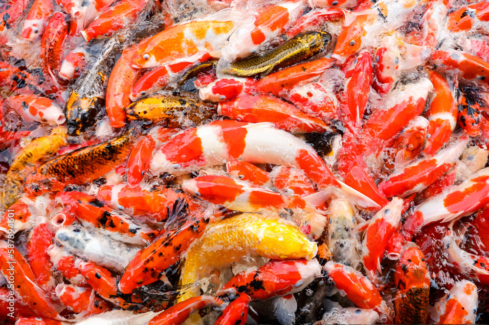 Koi fish swim on the pond. Koi fish swim on the pond.